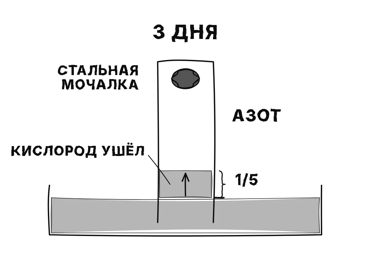 Узкая банка стоит вверх дном в чашке с водой, вверху стальная мочалка; через несколько дней мочалка ржавеет, а вода поднимается на пятую часть высоты.
